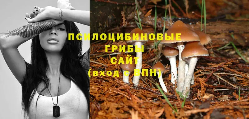 Псилоцибиновые грибы Magic Shrooms  наркошоп  OMG зеркало  Калининград 